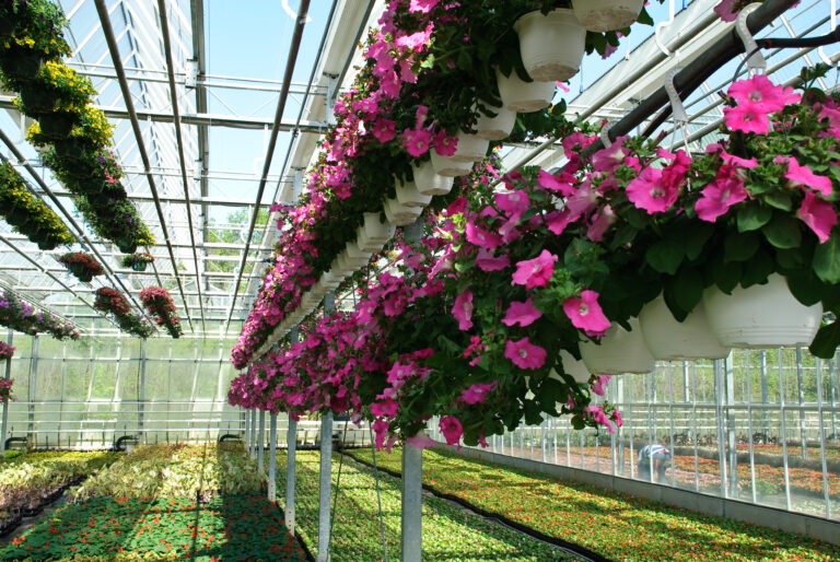 Catalogs Grow Greenstreet