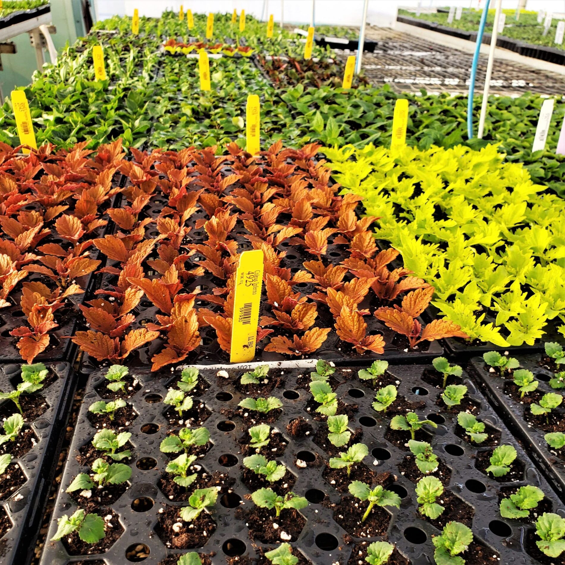 2022 Greenstreet Growers Wholesale Cuttings Liners Spring Flowers What's Growing On