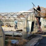 2022 Greenstreet Growers Wholesale Greenhouse Construction What's Growing On