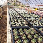 2022 Greenstreet Growers Wholesale Landscape Blog What's Growing On February Succulents Greenhouse