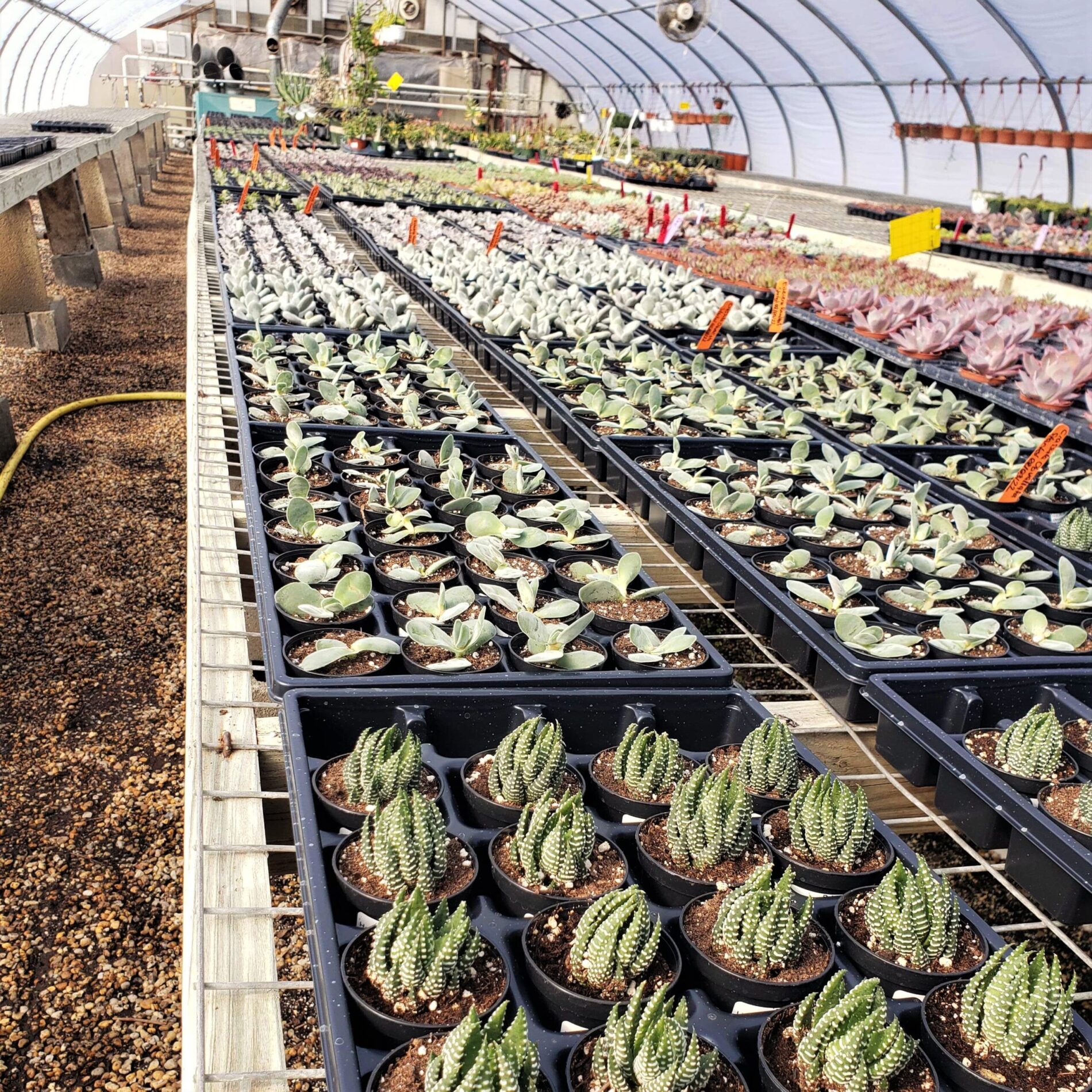 2022 Greenstreet Growers Wholesale Landscape Blog What's Growing On February Succulents Greenhouse