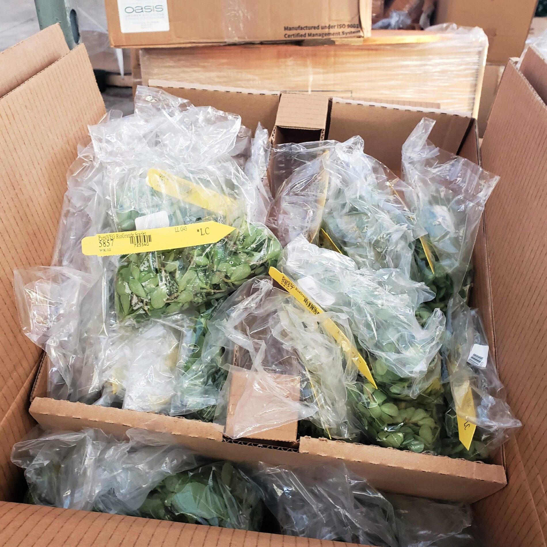 2022 Greenstreet Growers Wholesale Landscape Blog What's Growing On February