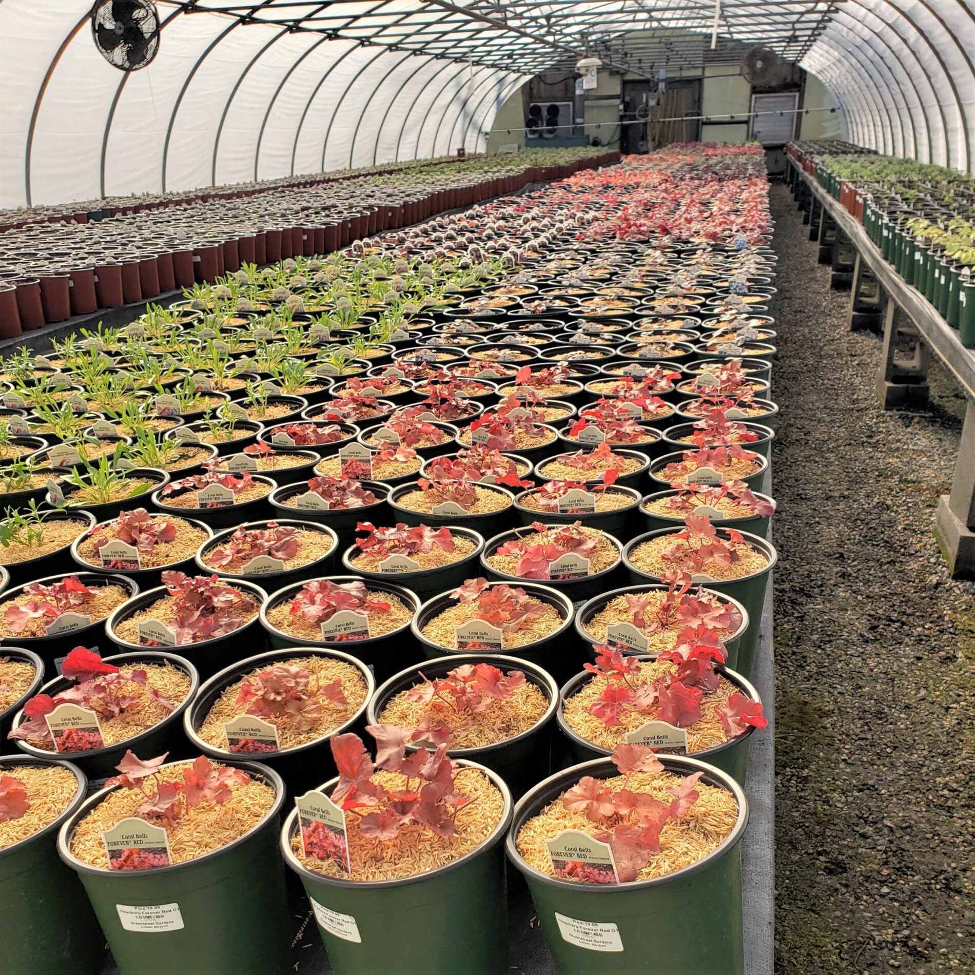 2022 Greenstreet Growers Wholesale Landscape Blog What's Growing On February Perennials Greenhouse