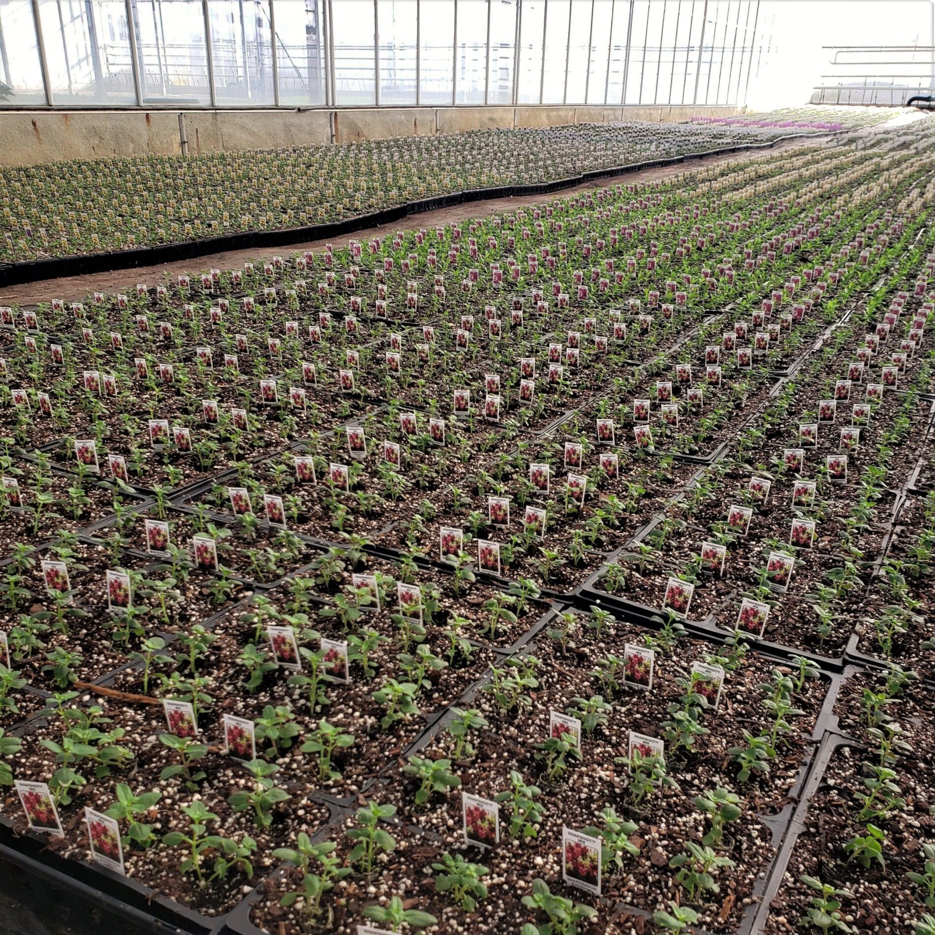 2022 Greenstreet Growers Wholesale Landscape Blog What's Growing On February Annuals Greenhouse