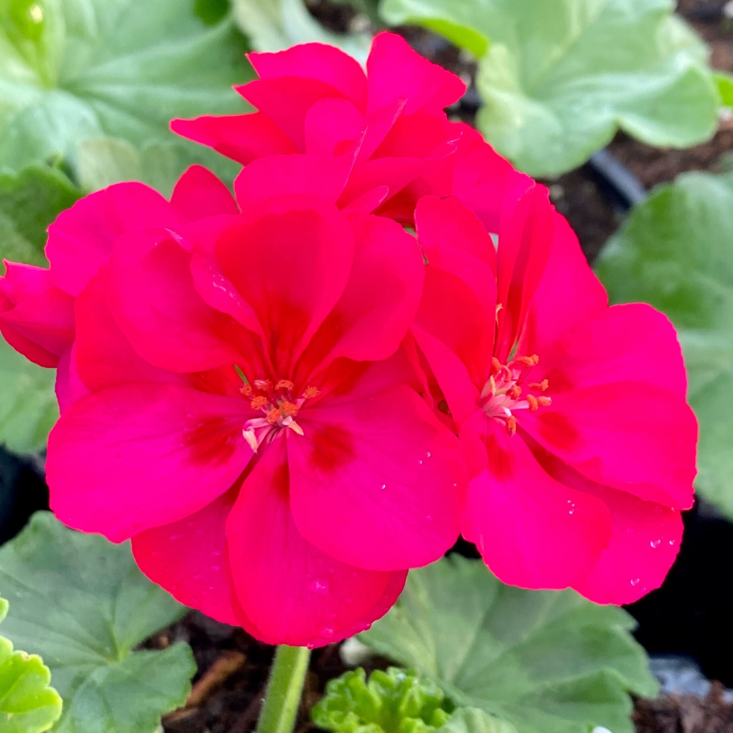 2022 Greenstreet Growers Wholesale Availability Landscaping Finished Annuals Dynamo Geranium Hot Pink