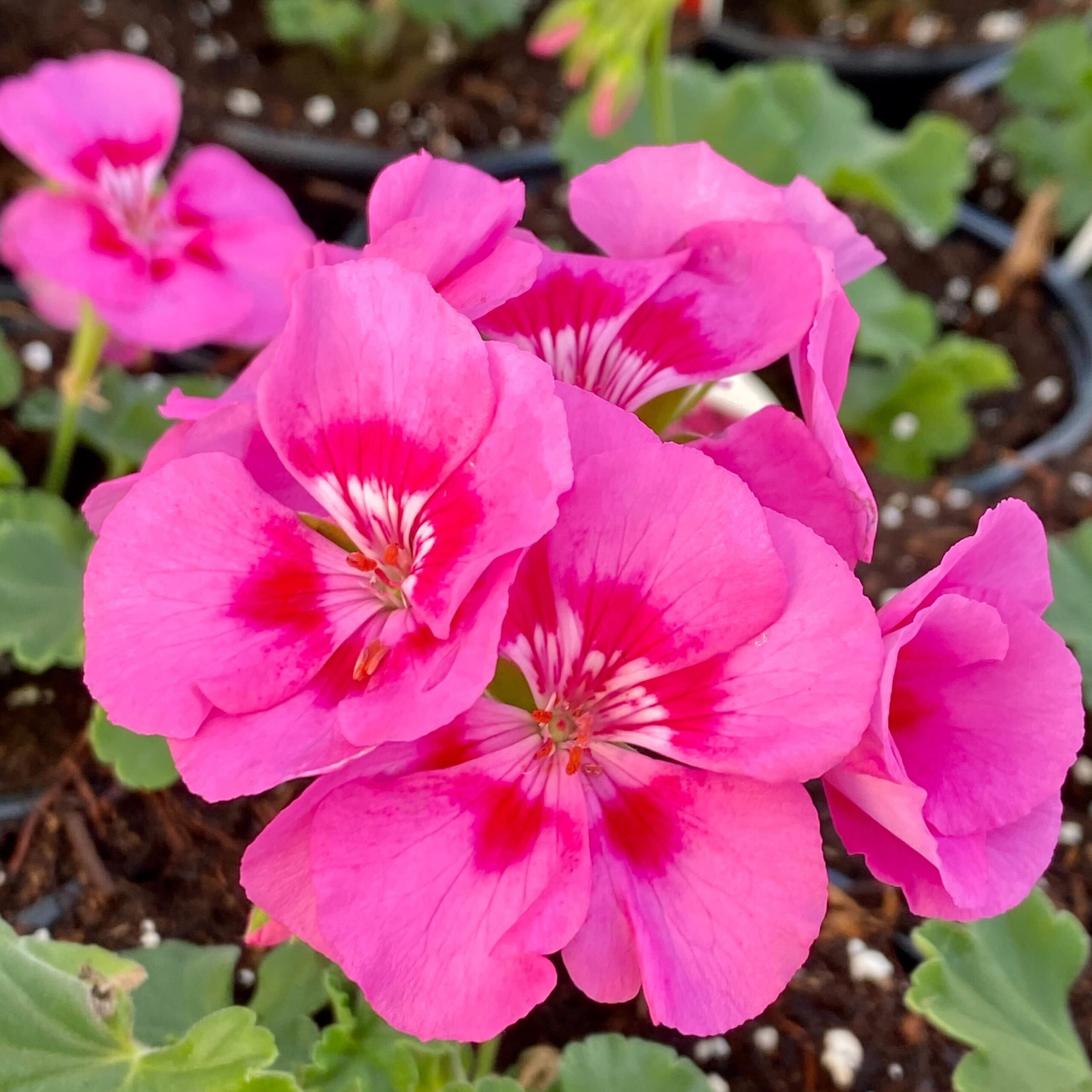2022 Greenstreet Growers Wholesale Availability Landscaping Finished Annuals Dynamo Geranium Pink Flare