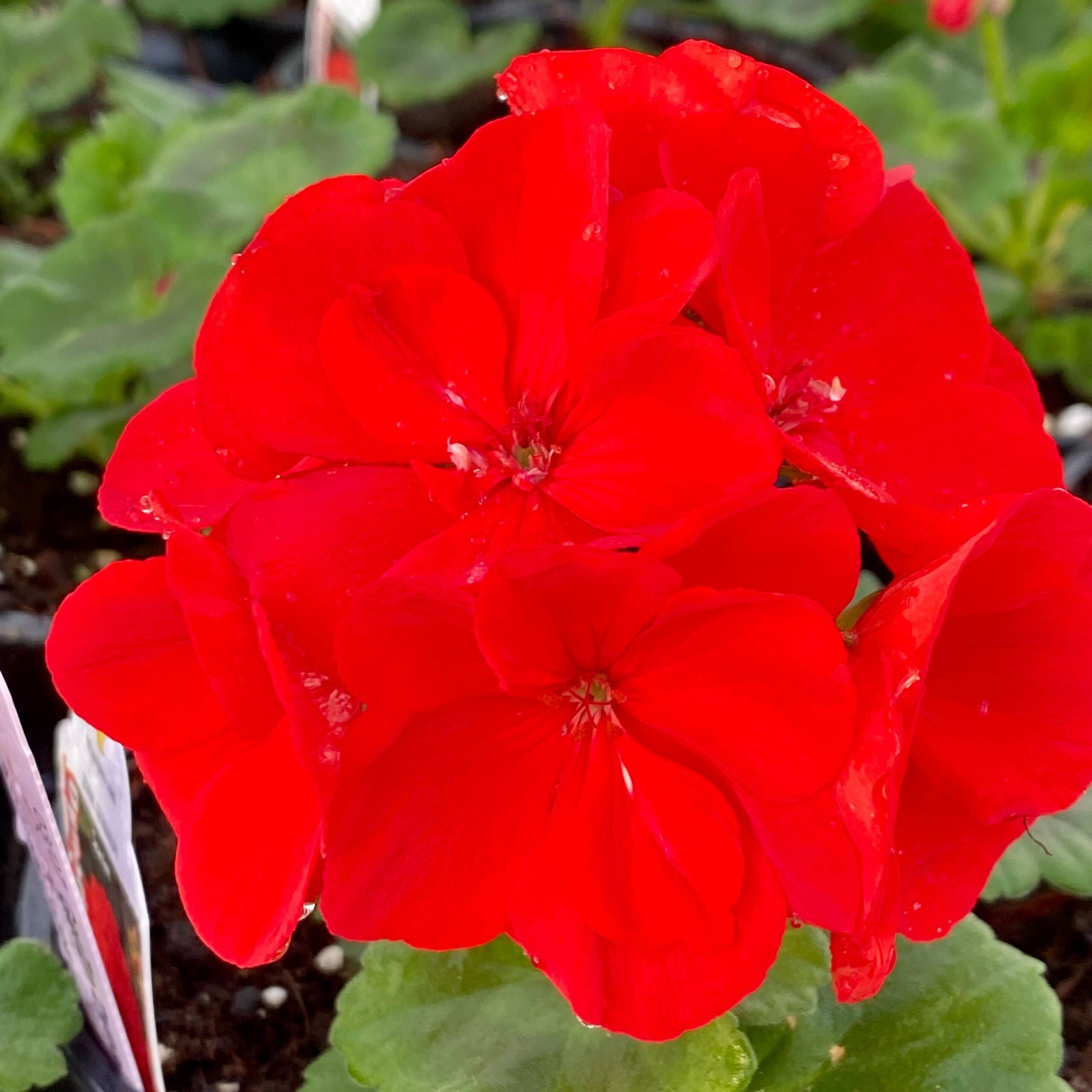 2022 Greenstreet Growers Wholesale Availability Landscaping Finished Annuals Dynamo Geranium Red