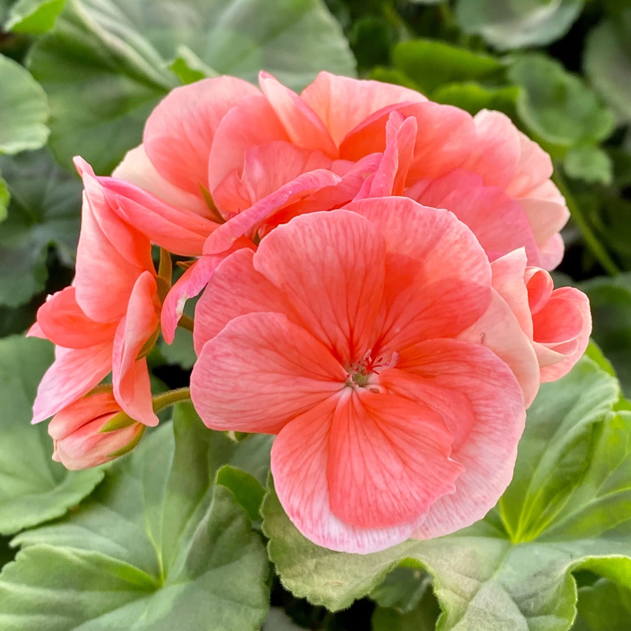 2022 Greenstreet Growers Wholesale Availability Landscaping Finished Annuals Dynamo Geranium Salmon