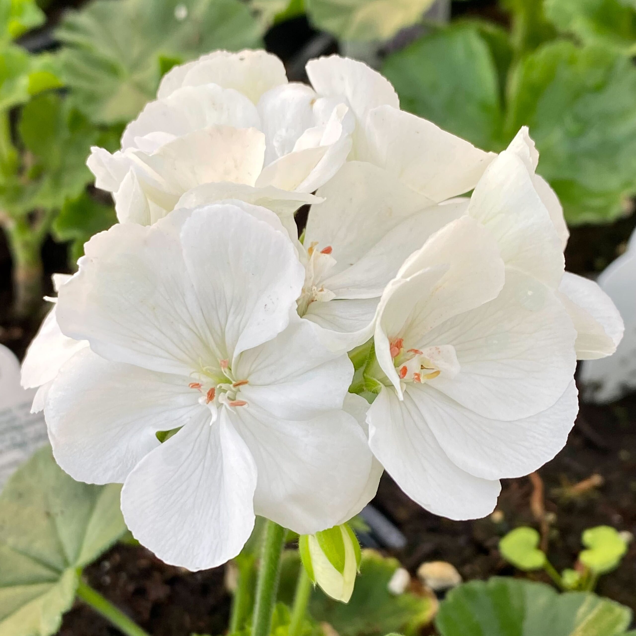 2022 Greenstreet Growers Wholesale Availability Landscaping Finished Annuals Dynamo Geranium White