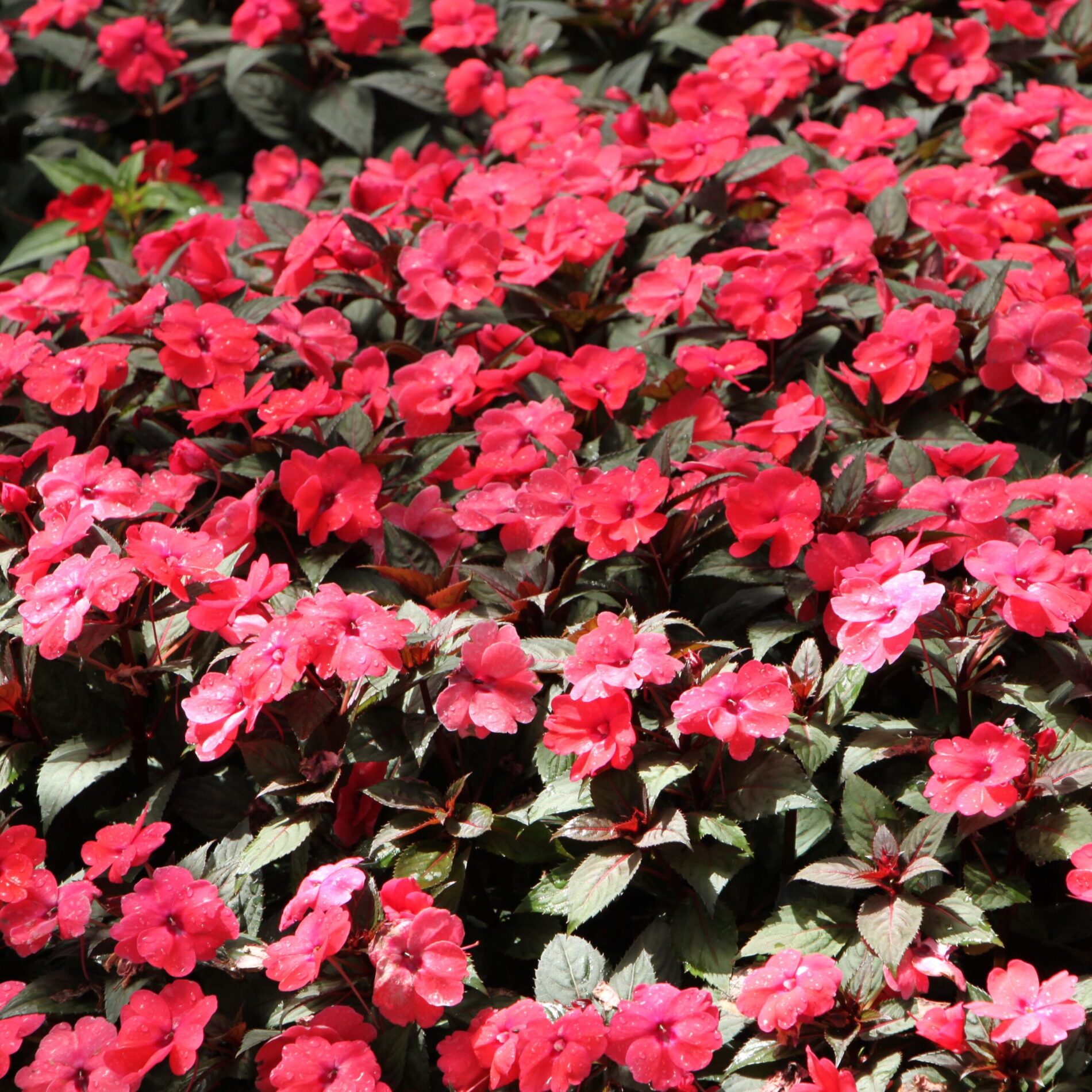 Greenstreet Growers Wholesale Landscaping Annuals Sunpatiens Red Pink