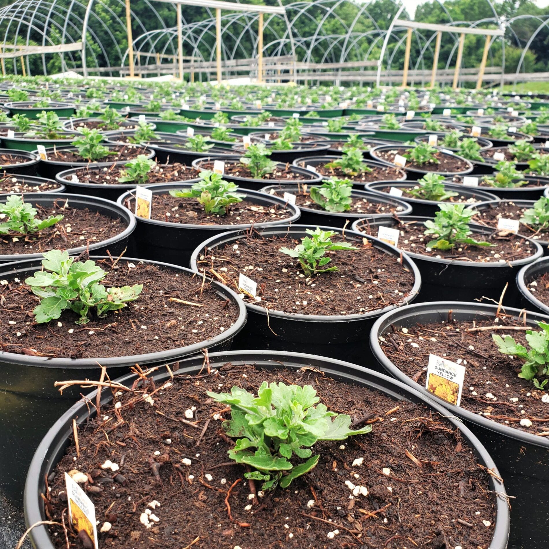 2022 Greenstreet Growers Blog Landscape Wholesale Flowers What's Growing On