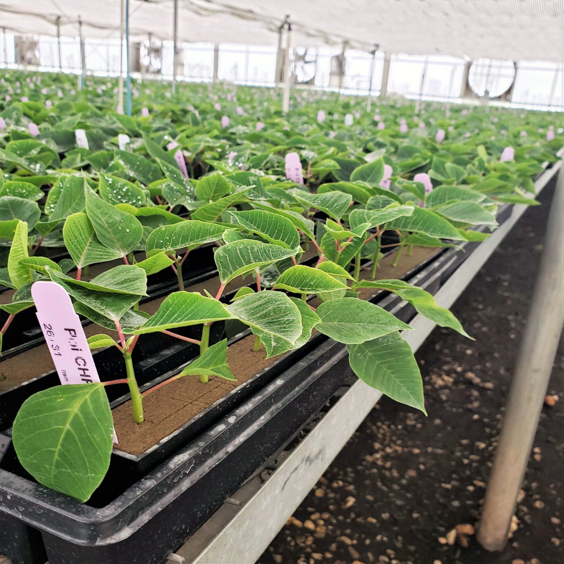 2022 Greenstreet Growers Blog Landscape Wholesale Flowers What's Growing On
