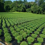 2022 Greenstreet Growers Wholesale Production Fall Mum Field