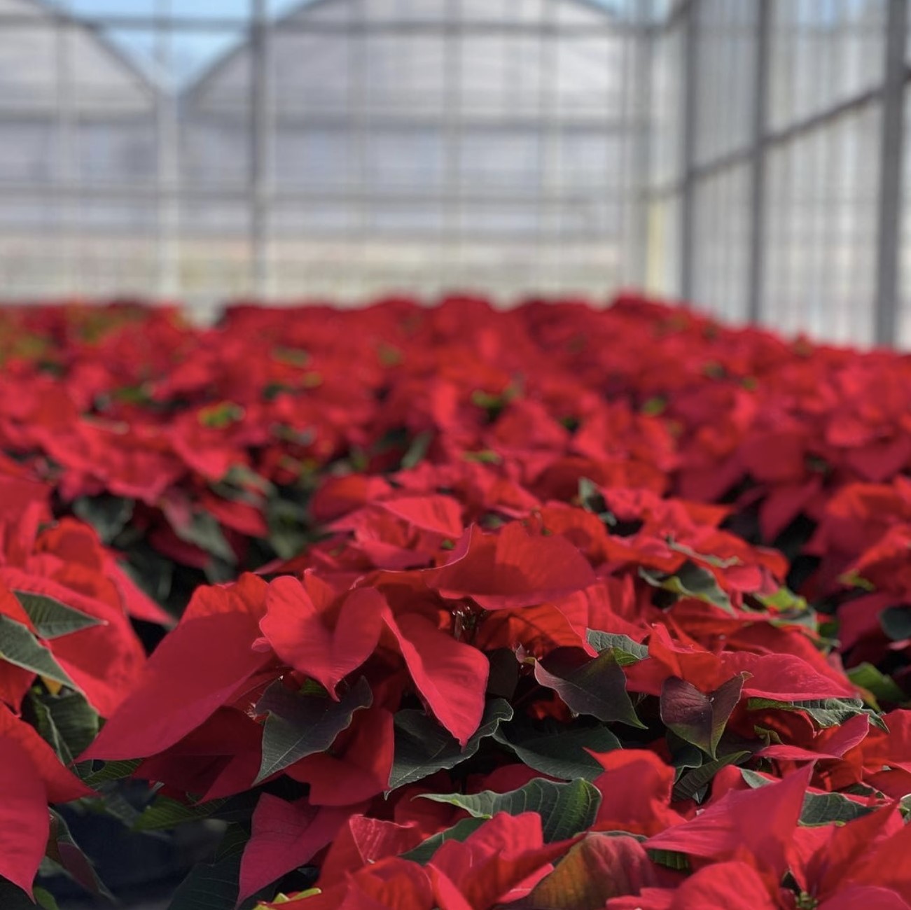 2022 Greenstreet Growers Wholesale Winter Poinsettias Homegrown Local