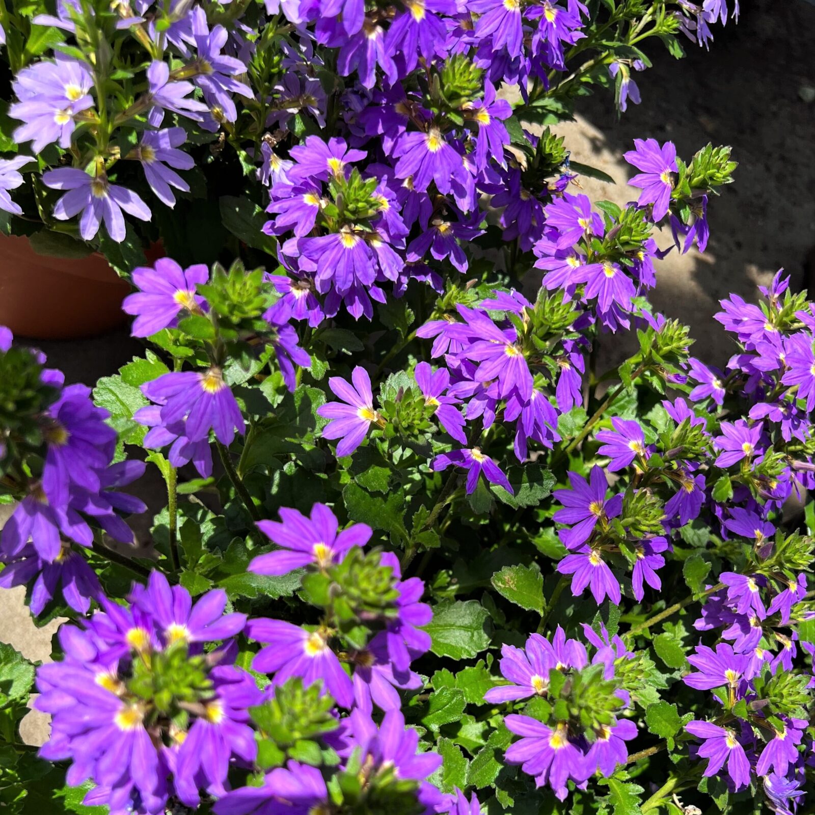 Greenstreet Growers Wholesale Landscape Supply Finished Production Plants Annual Scaevola Fan Flower Purple Blue