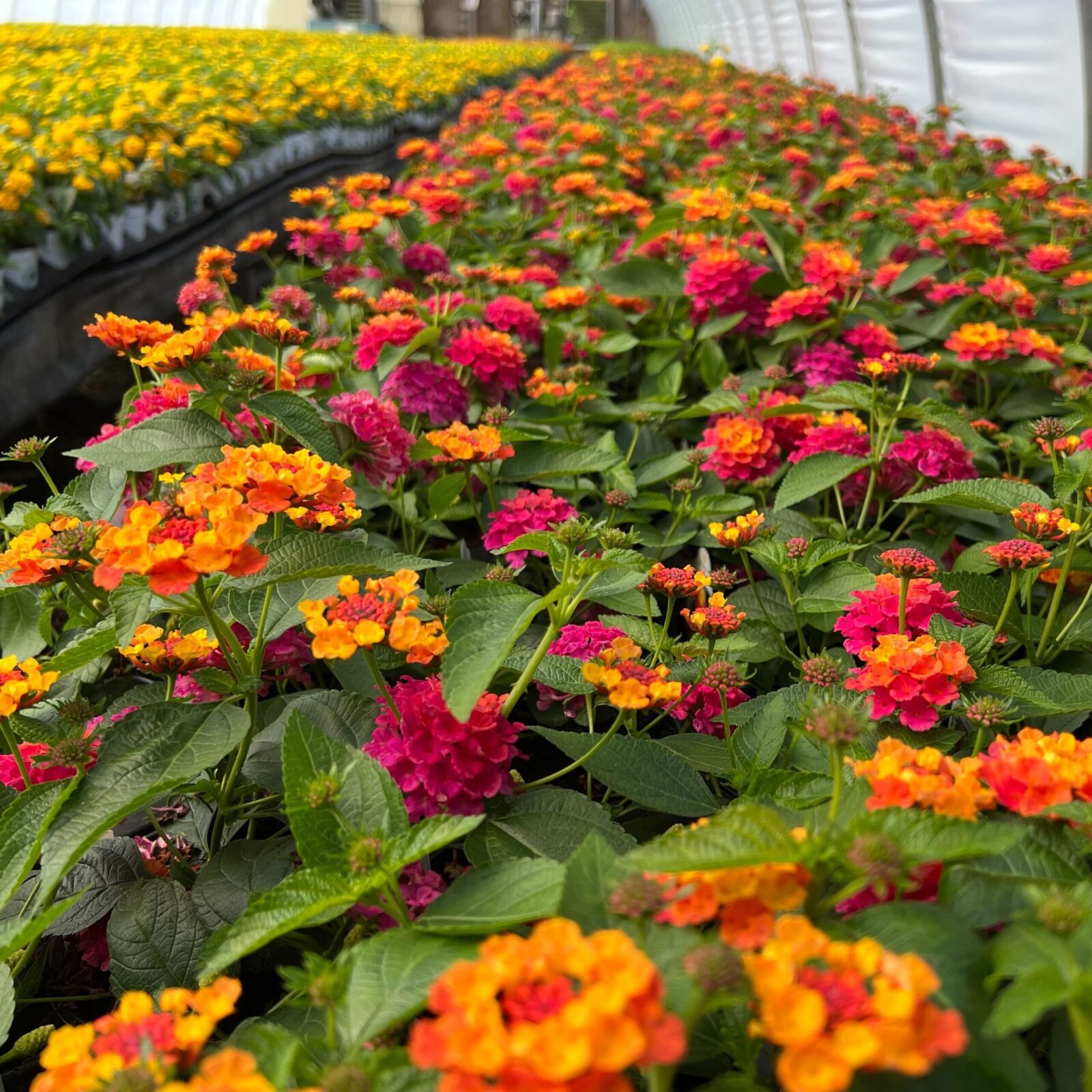Greenstreet Growers Wholesale Landscape Supply Finished Production Plants Annual Lantana Red Yellow Orange