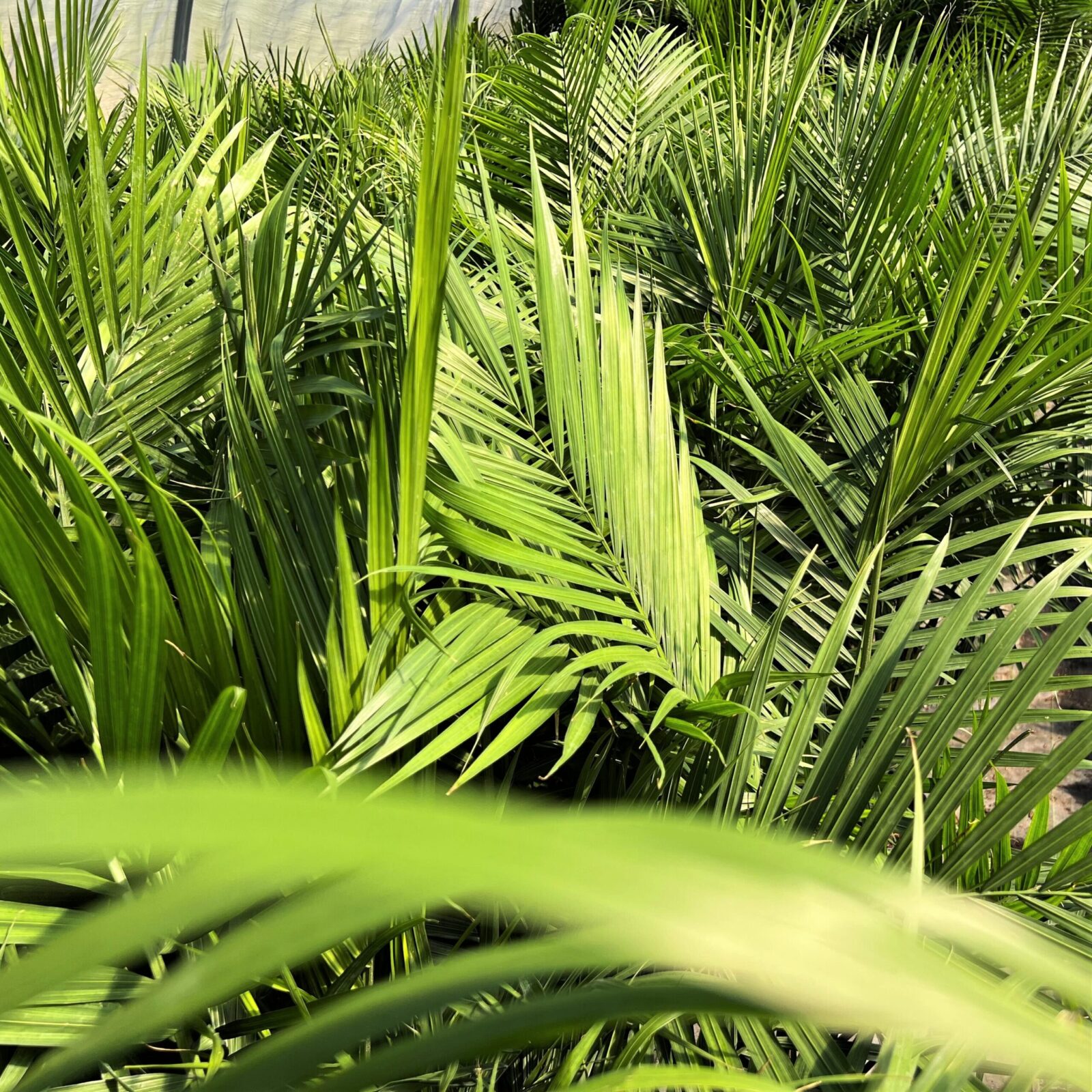 Greenstreet Growers Wholesale Landscape Supply Finished Production Plants Foliage Tropical Palm