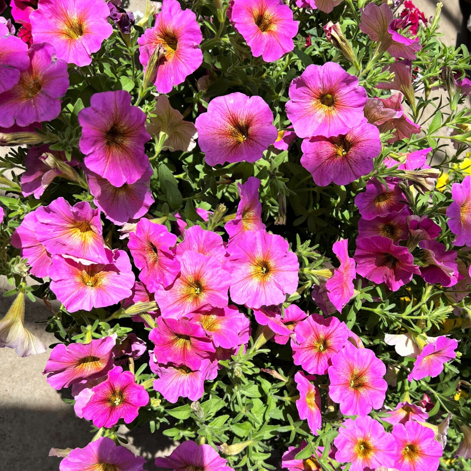 Greenstreet Growers Wholesale Landscape Supply Finished Production Plants Annual Petunia Pink