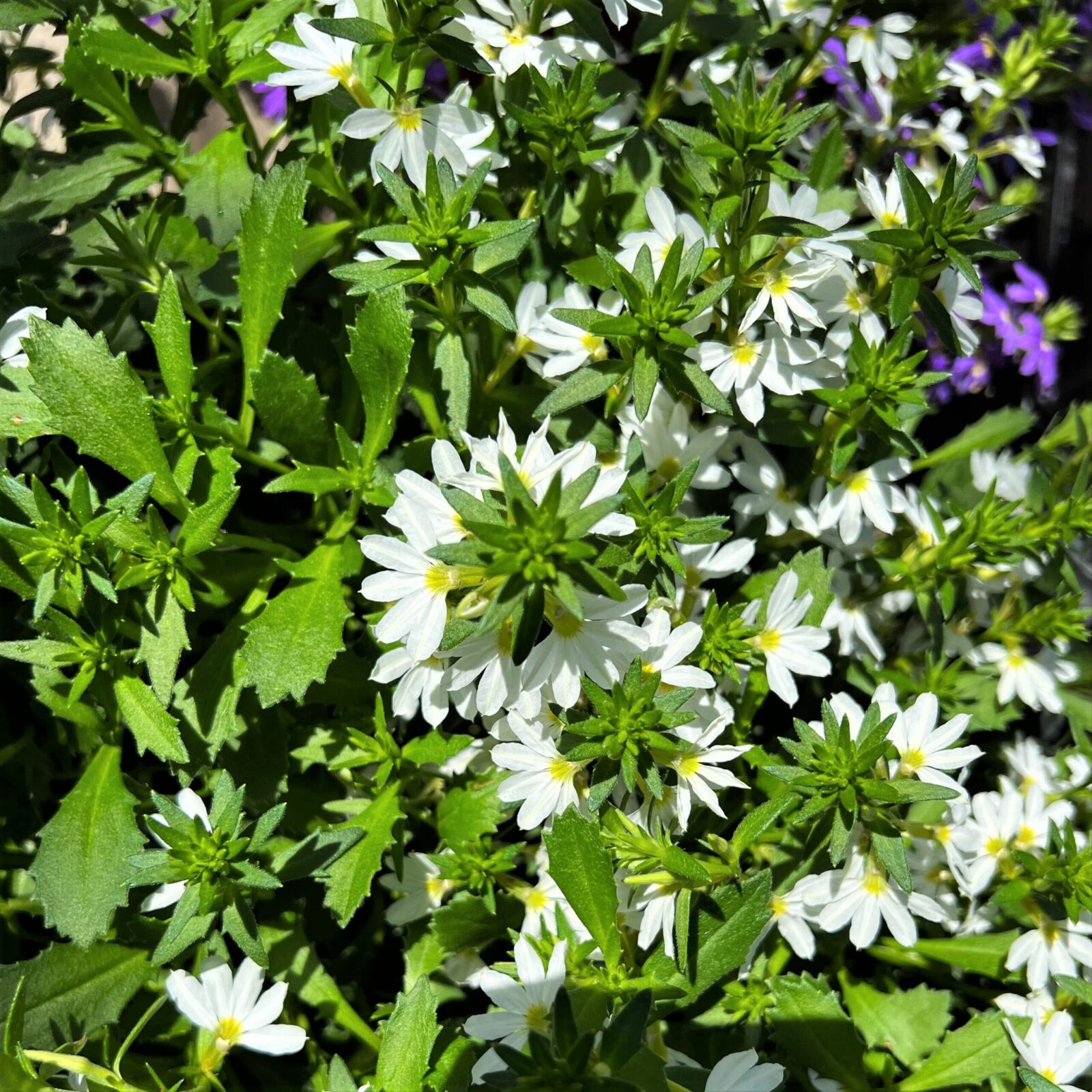 Greenstreet Growers Wholesale Landscape Supply Finished Production Plants Annual Scaevola Fan Flower White