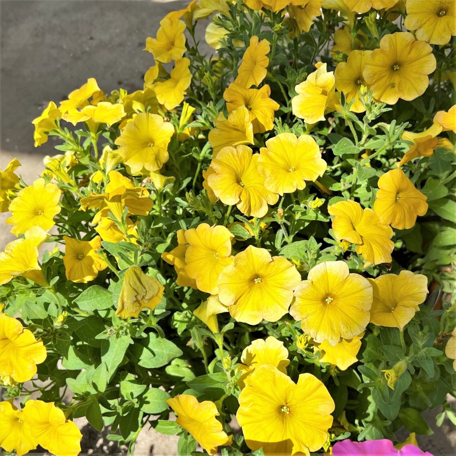 Greenstreet Growers Wholesale Landscape Supply Finished Production Plants Annual Petunia Yellow