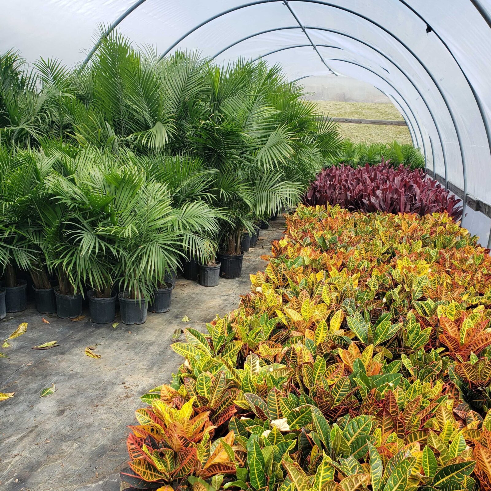 Greenstreet Growers What's Growing On in Our Wholesale Greenhouse Summer Foliage Tropicals