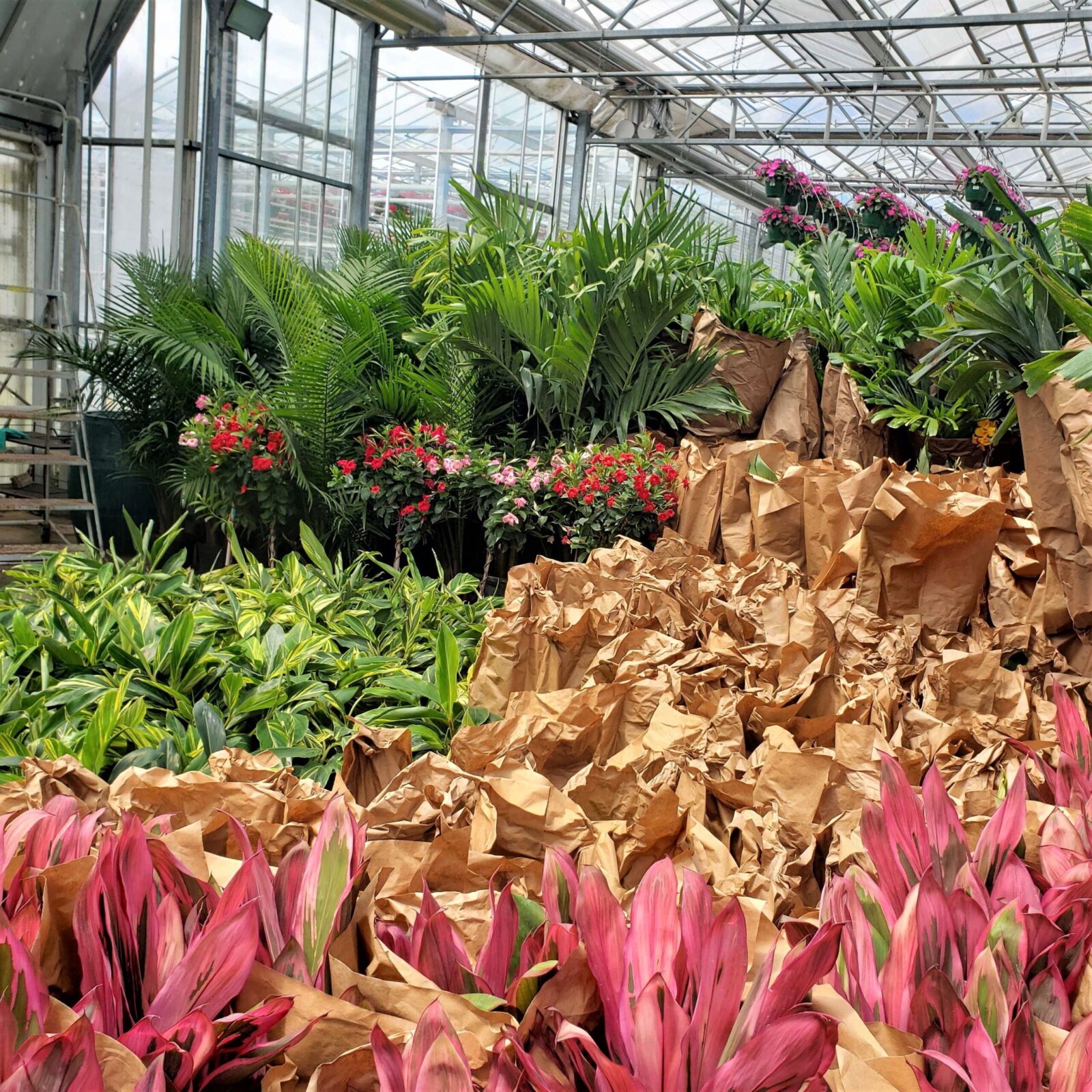 Greenstreet Growers What's Growing On in Our Wholesale Greenhouse Summer Foliage Tropicals