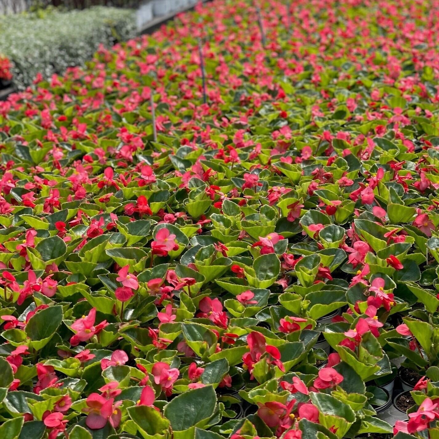 Greenstreet Growers Wholesale Plants Annual Begonia