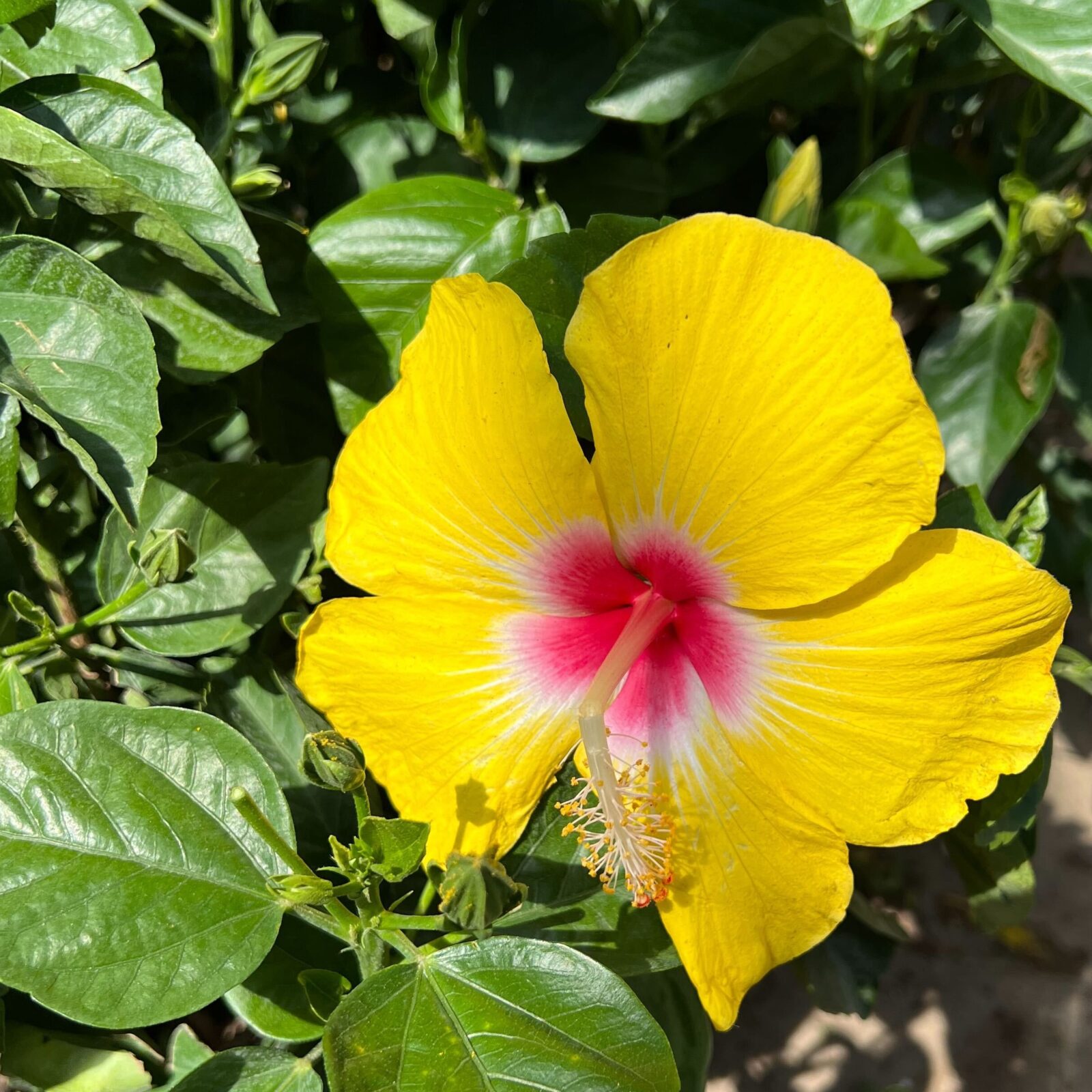 Greenstreet Growers Wholesale Plants Tropical Foliage Hibiscus Yellow