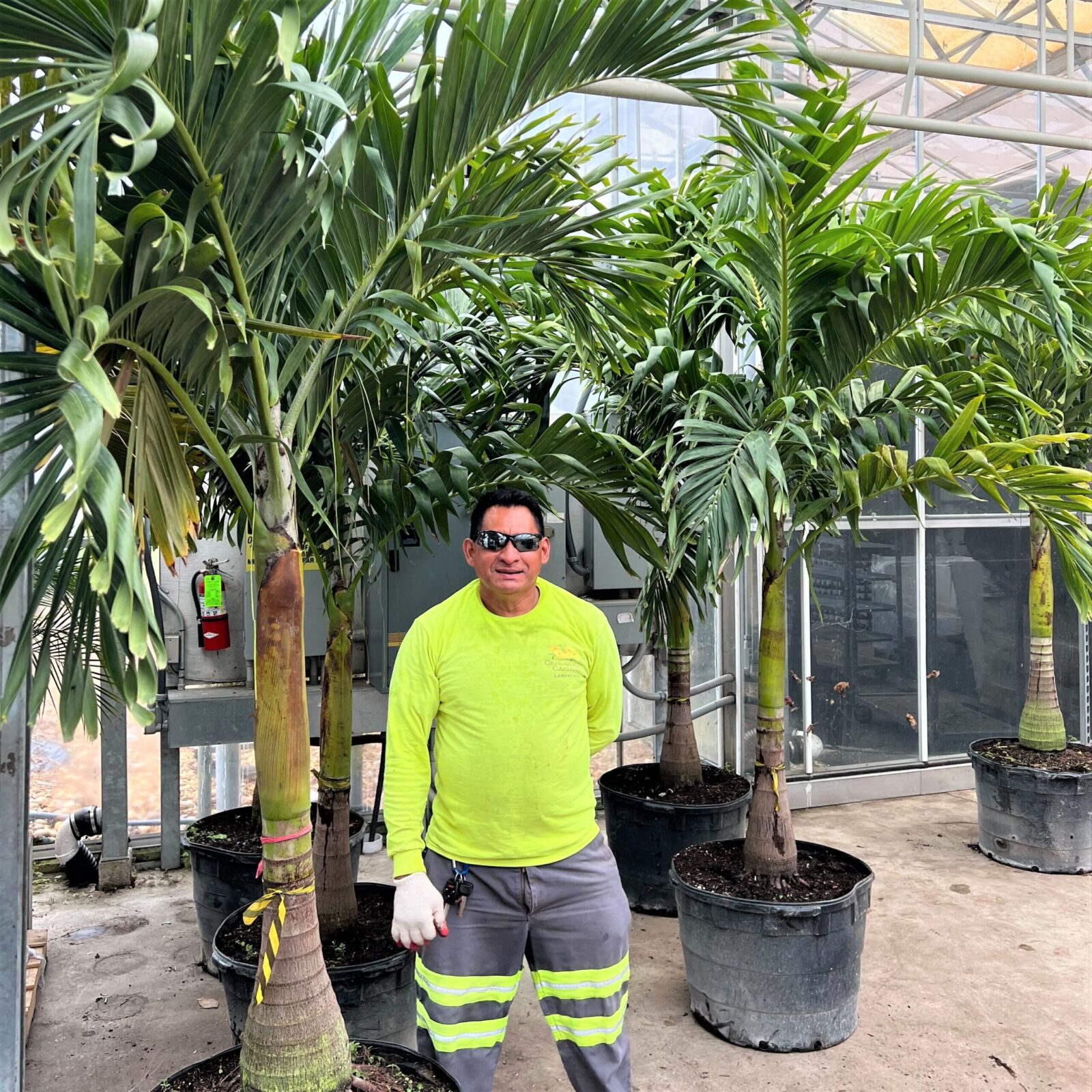 Greenstreet Growers Wholesale Plants Tropical Foliage Adonidia Palm