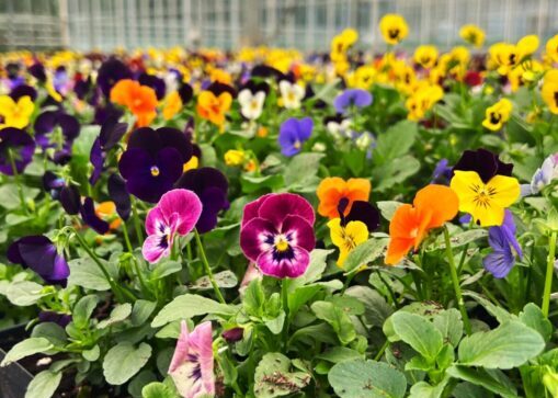 Greenstreet Growers Fall Pansies & Violas Annuals Wholesale