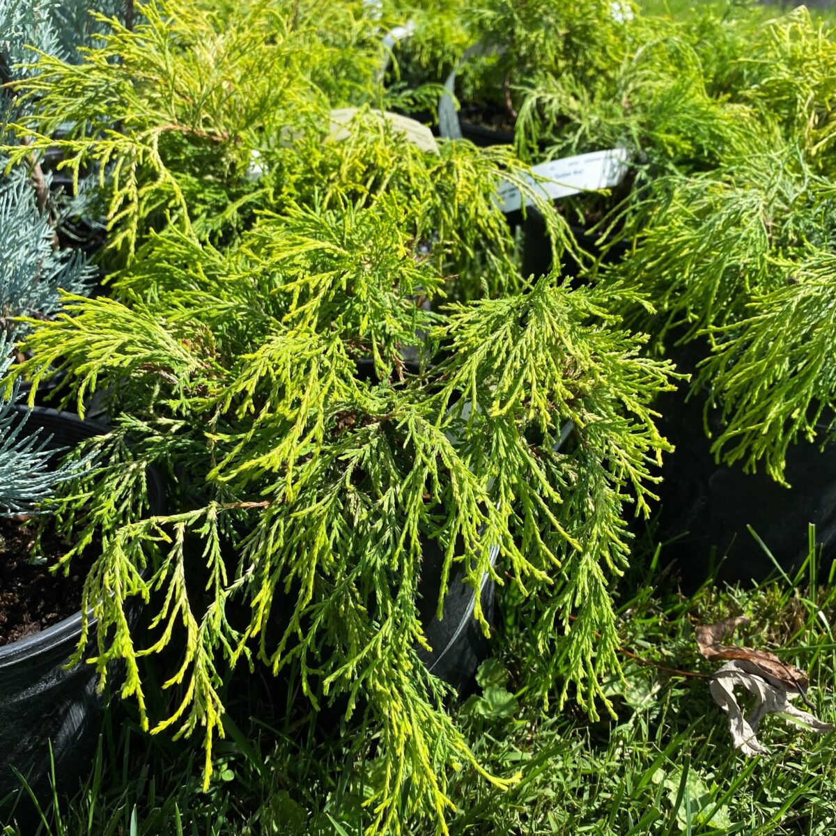 Greenstreet Growers Fall Evergreen Shrub Landscape Wholesale Chamaecyparis Cypress Golden Mop