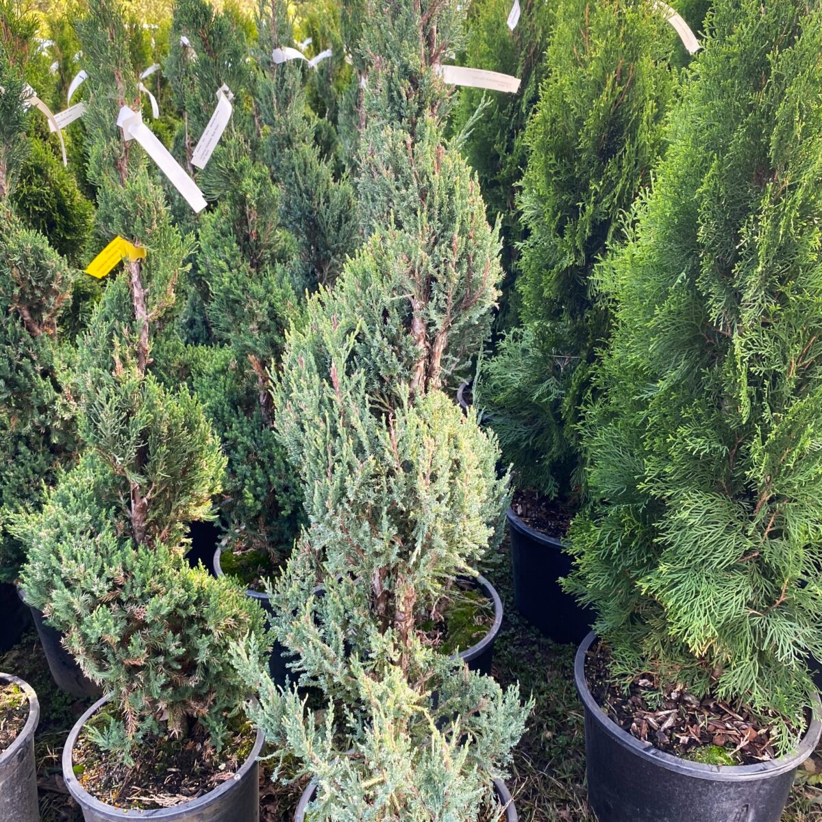 Greenstreet Growers Fall Evergreen Shrub Landscape Wholesale Juniperus Juniper Blue Point Spiral