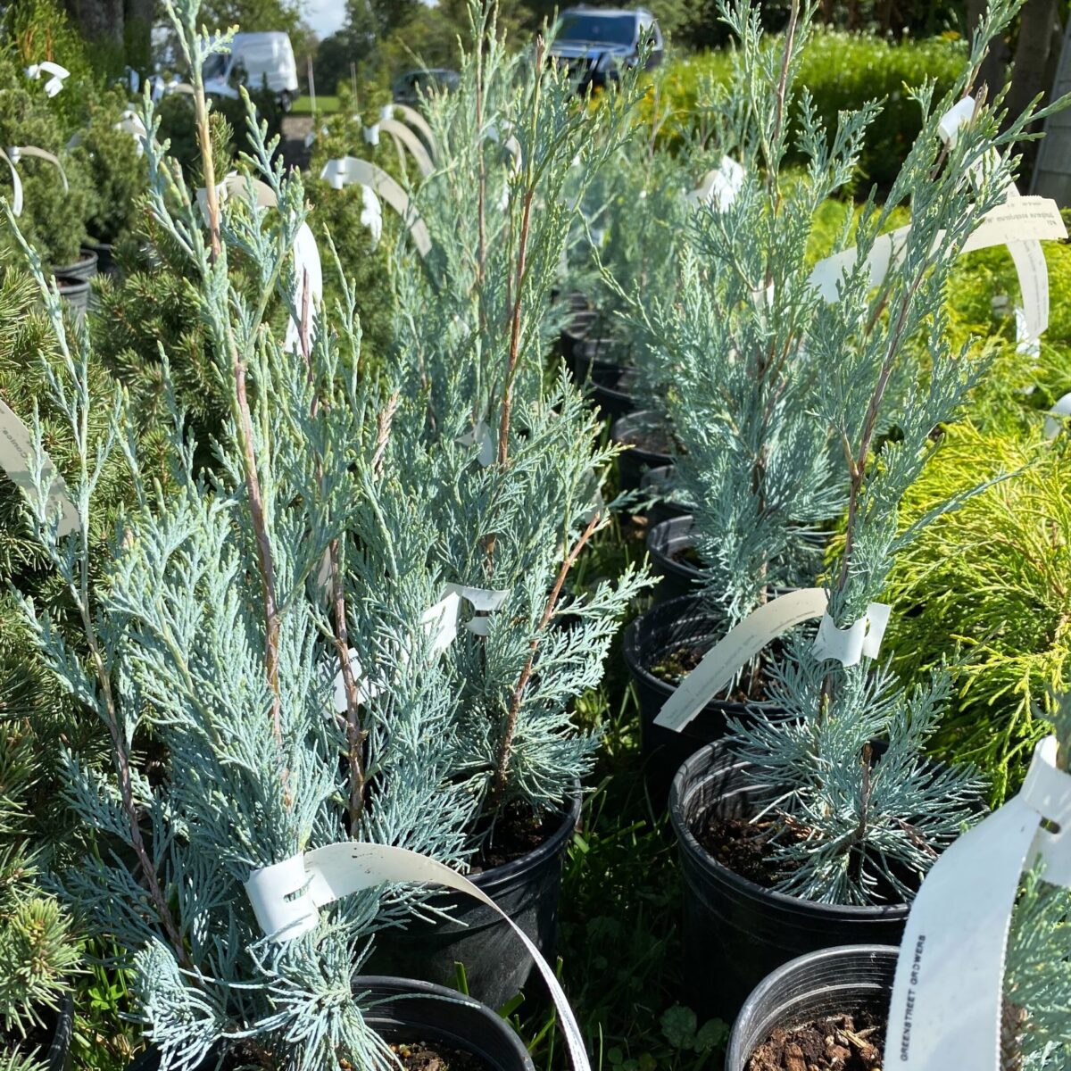 Greenstreet Growers Fall Evergreen Shrub Landscape Wholesale Juniperus Juniper Wichita Blue