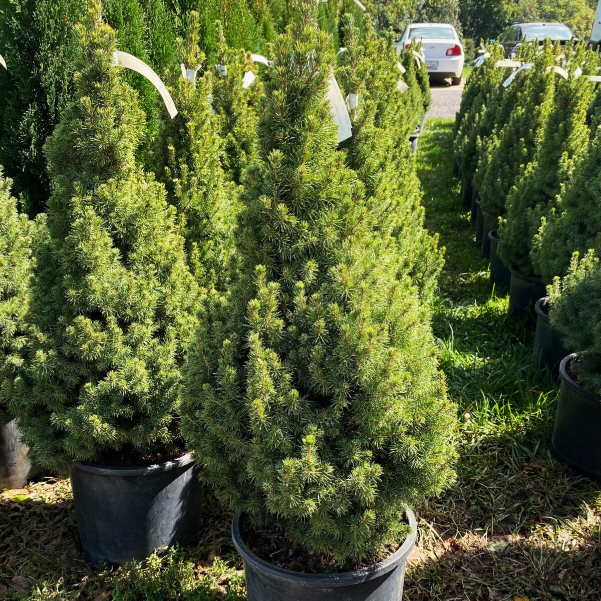 Greenstreet Growers Fall Evergreen Shrub Landscape Wholesale Picea Conica Dwarf Spruce