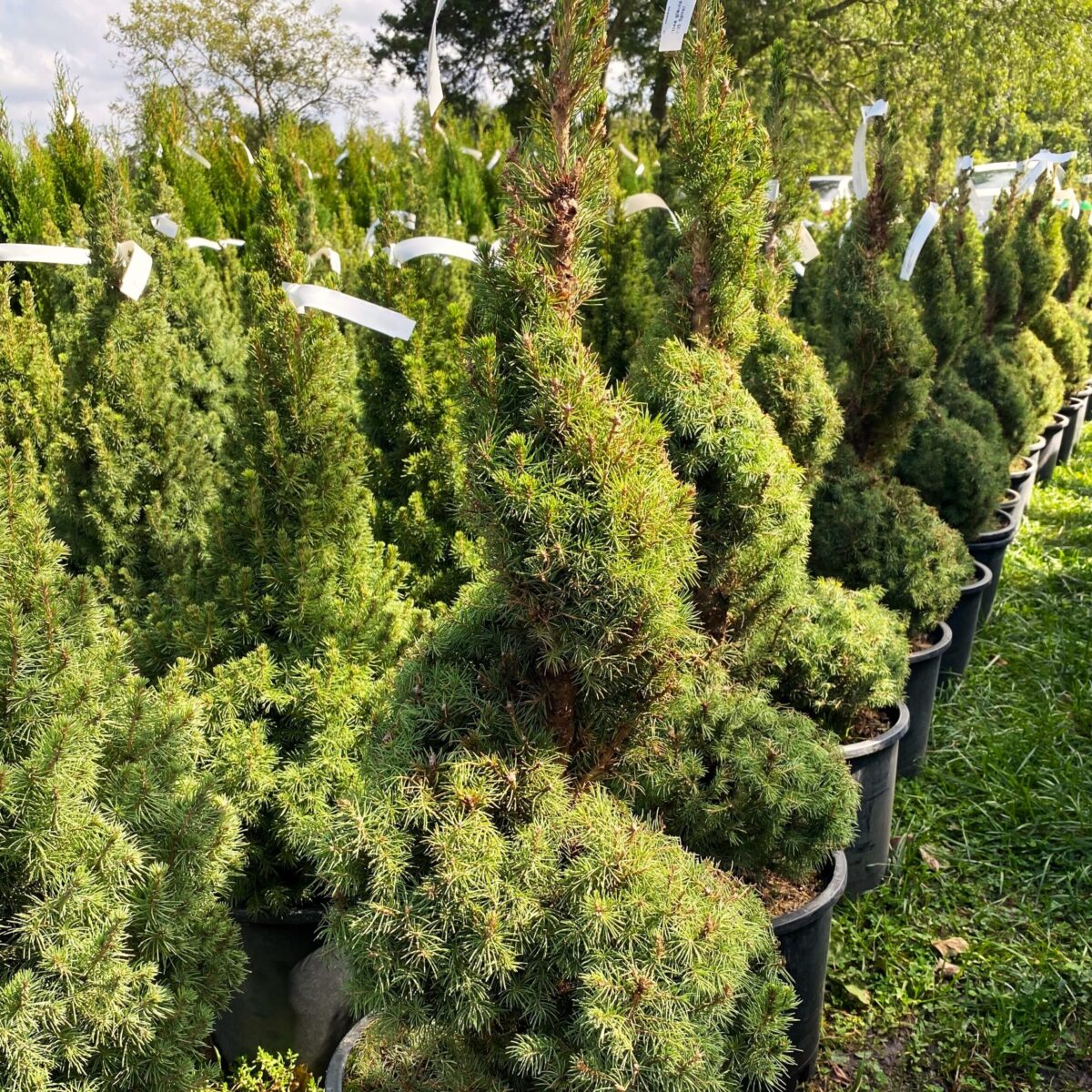 Greenstreet Growers Fall Evergreen Shrub Landscape Wholesale Picea Conica Dwarf Spruce Spiral