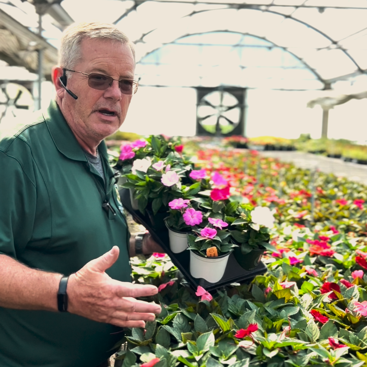 An exquisite arrangement of Greenstreet Growers' Impatiens annuals radiates with a diverse mix of colors, each plant thriving through our eco-conscious cultivation practices, exemplifying our pledge to creating spectacular, sustainable gardens.