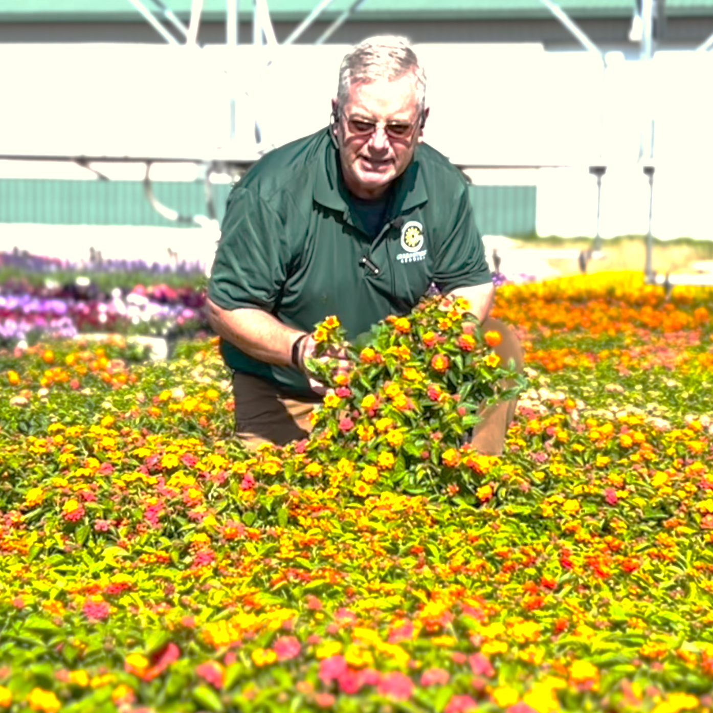 A stunning display of Greenstreet Growers' Lantana annuals, revealing a kaleidoscope of color from the bright yellows to the deep oranges, all flourishing under our sustainable horticultural methods and signifying a dedication to vibrant, environmentally responsible gardens.